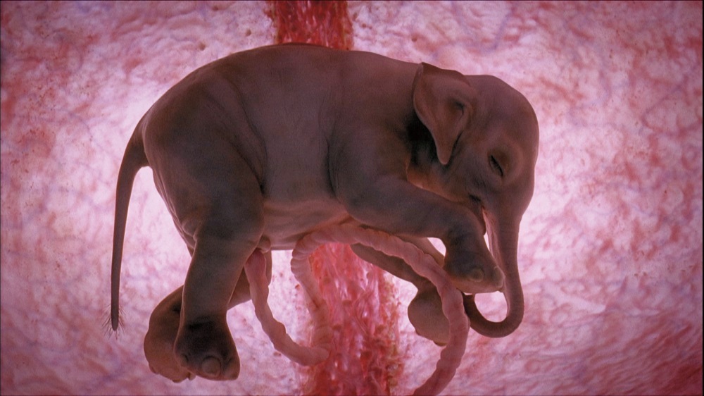feto-de-elefante